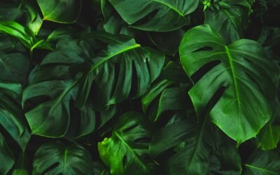 Ecoetiquetas para hoteles y hostales: ¿Cuál es la más beneficiosa para tu negocio?